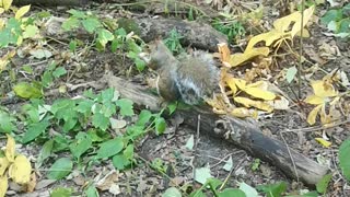 squirrel eat nut