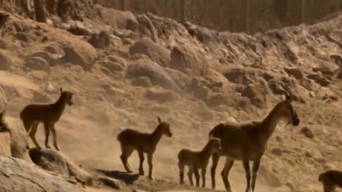 How king eagle hunting goat from top of Himalayas mountain