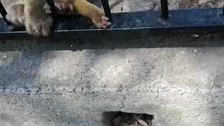 Cute baby monkey tries feeding on pole