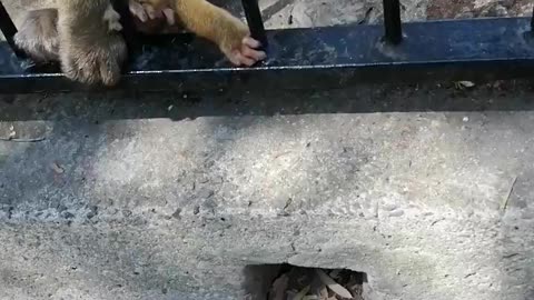 Cute baby monkey tries feeding on pole