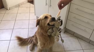 Golden Retriever can't choose between toy or treat