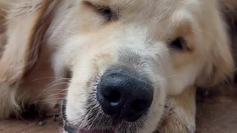 Floof boop cam