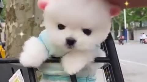 Funny and cute dog