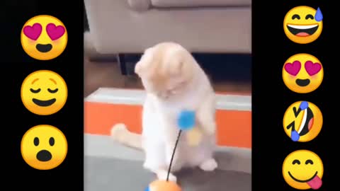 Funny dog&cat video # lovely funy video #2021 dog cat video
