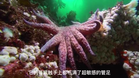 king crab fight