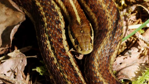 Common Garter Snake