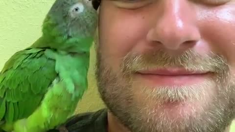 Parrot Showing Some Love. It Cannot Get Anymore Adorable Than This