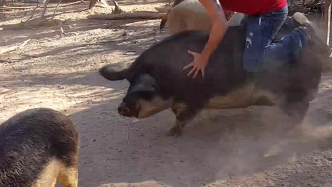 Dude Jumps in on the Hog Rodeo