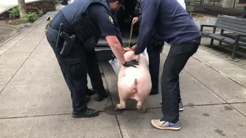 Police Rescue Pig From Being Beheaded By Leftist Protesters In Portland