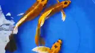 Kumpay slayer koi fish