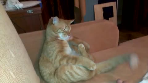 Funny cat hits himself with his Paw!