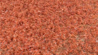 Ground Crawls With Massive Baby Crab Migration