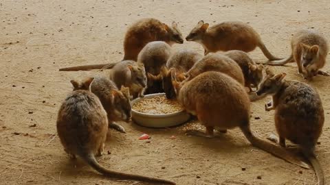 Animals, Mammal, Wildlife, Nature, Wild, Prairie, Dog