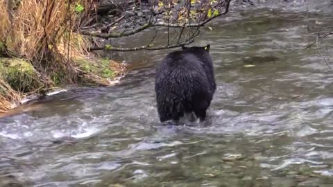 Beauty Nature & Wild - Bear catching salmon in river | Wild Animals