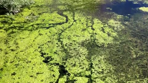 Poisonous algae shuts down popular German lake