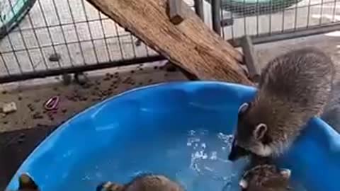 Baby Raccoons 🦝 Playing Water