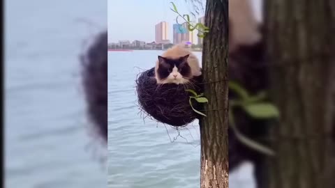 🐱The Craziest Cats 🐱 Funny Cats video 😂😂