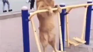 Dog having fun!