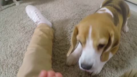 POV shot of little girl giving treats to adorable beagle dog while her mother and dad
