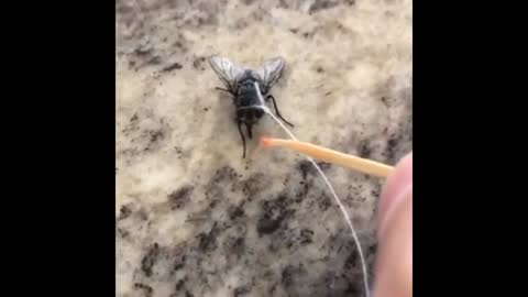 Taking Care Of My Pet Fly