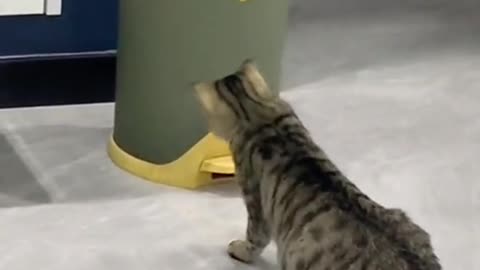 Funny animal video [funny animal funny cat