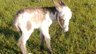 Newly Born Donkey having troubles had to bottle feed Part 4