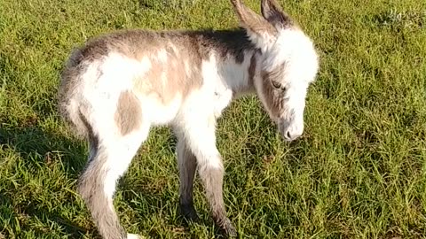 Newly Born Donkey having troubles had to bottle feed Part 4