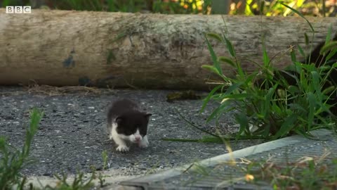 10 Day Old Kitten Falls In A Gutter! | Pets: Wild At Heart | BBC Earth