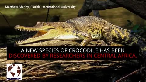 New crocodile species discovered, named the Central African slender snouted crocodile_Cut.mp4