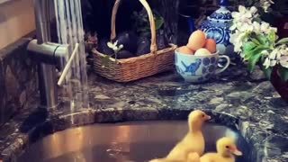 Cute little ducklings go for a swim in the kitchen sink