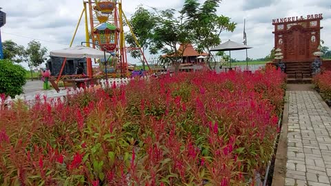 Take a walk in the park enjoying the blooming flowers