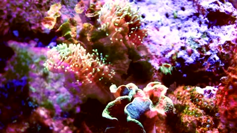 Multicolored coral shot with fish projections