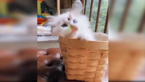 Little Cats - Cuteness Overloaded 😍| Cute kitties | Little Cat funny video