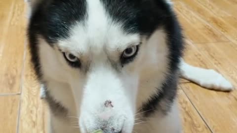 Husky dog furious 😳