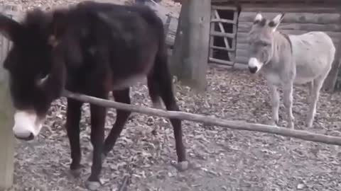 SMART DONKEY