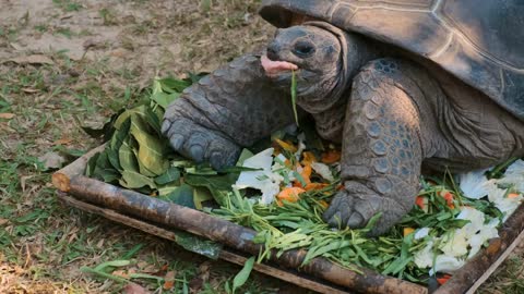 large tortoise is eating vegetables in zoo park, reptile, turtle