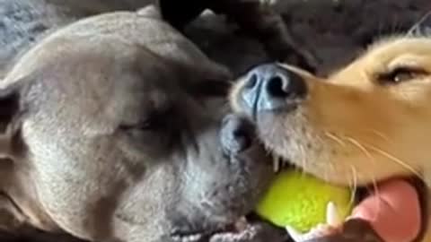 Silly doggies each refuse to give up favorite toy