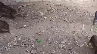 Baby wild boars fighting