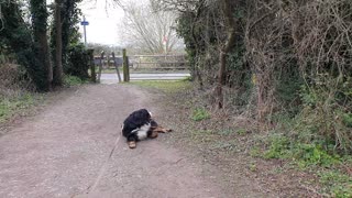 Stubborn Bernese Mountain dog refuses to leave the park