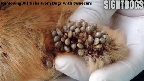 You ever see this problem on your dog Many big ticks on the body dog ticks on dogs removal