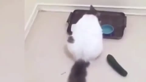 hilarious cats react to cucumbers - compilation