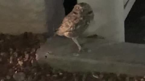 Burrowing owl in east Las Vegas