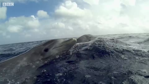 Dolphins Play Catch with a Pufferfish! | Spy In The Wild | BBC Earth