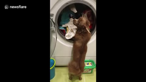 This chihuahua goes barking mad at her owner washing her dresses