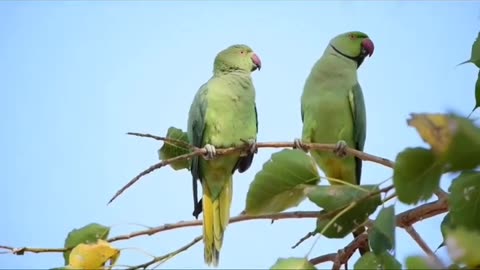Parakeet Birds 🐦🐦 Sitting on Tree and Playing