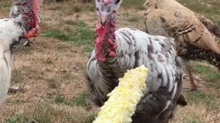 Turkeys turn their beaks up at free dinner