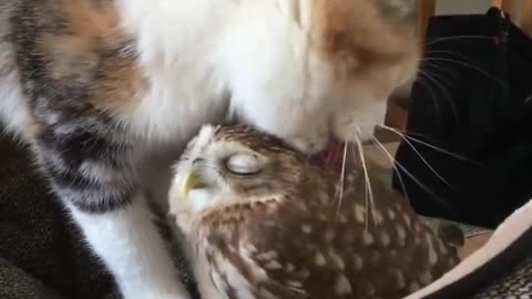 Amistades insólitas gatitos y aves