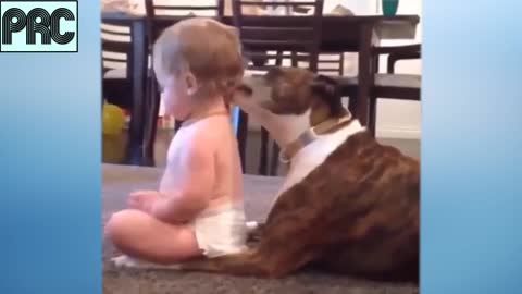 Funny Dog Video Series #10 ♥ Cute Puppy and Baby are playing together.