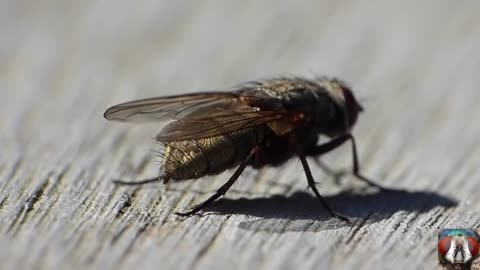 pooping insect