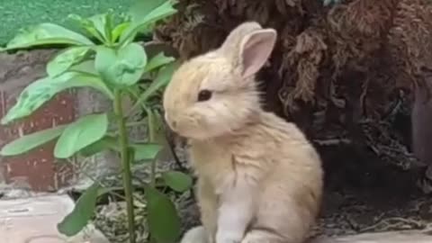 Rabbit eating 🐰